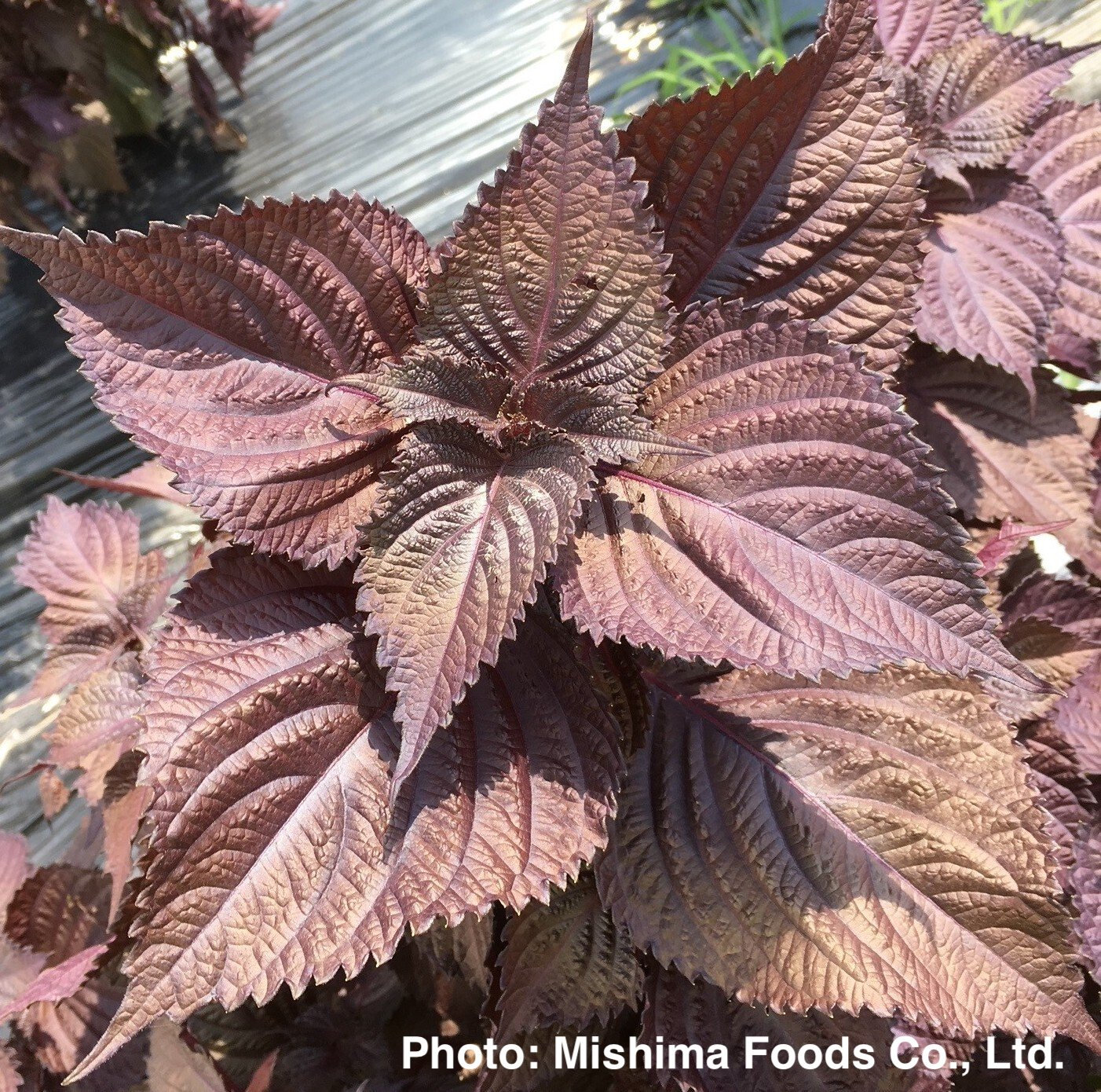 Highly accurate genome sequence information of red perilla was determined