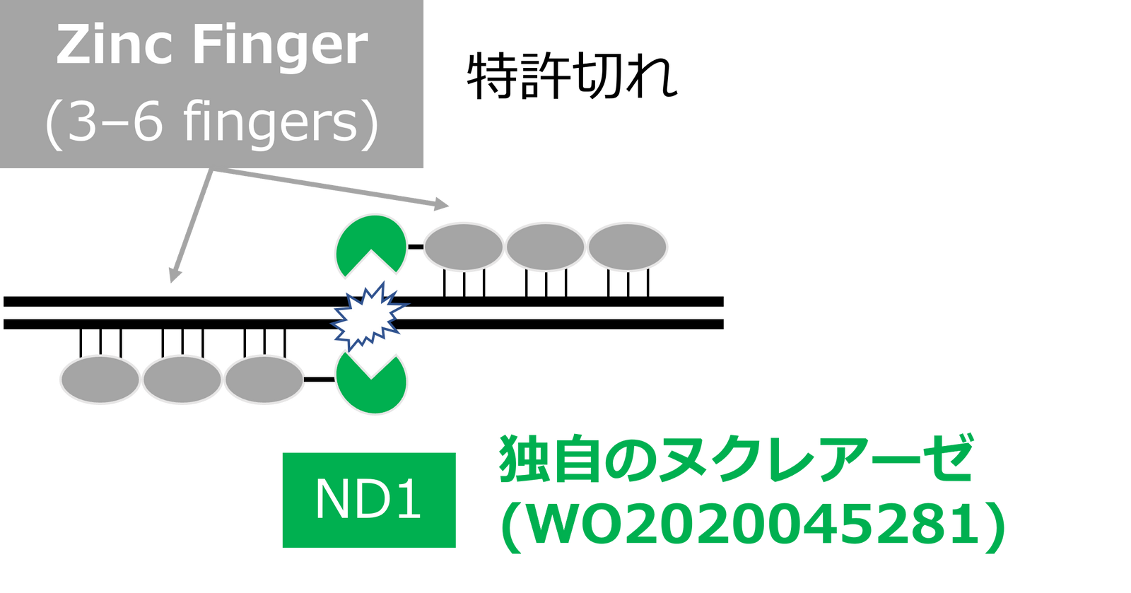 PtBio has started applying Zinc Finger-based genome editing technology to drug discovery!