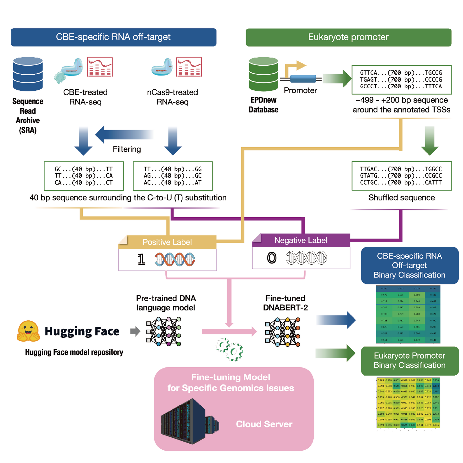 Source: Nakamae, K. and Bono, H. (2026). Workflow for Fine-Tuning and Evaluating DNA Language Models for Specific Genomics Issues. Bio-protocol 16(9): e5676. DOI: 10.21769/BioProtoc.5676.