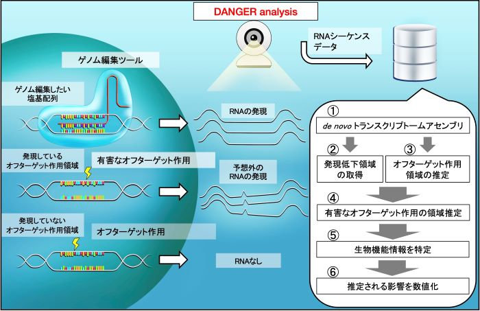 ゲノム編集のための簡易的安全性評価ソフトウェアを新規開発！